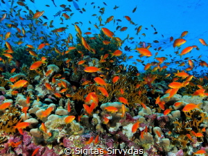 Red sea corals by Sigitas Sirvydas 